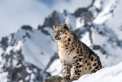 Snow Leopard on Snowy Mountain