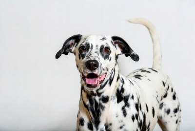 Dalmatian dog smiling on white background