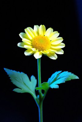 Yellow Daisy Flower on Black Background