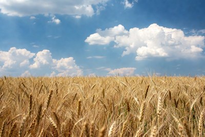 Golden Wheat Field Under Blue Sky