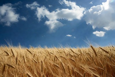 Golden Wheat Field Under Blue Sky