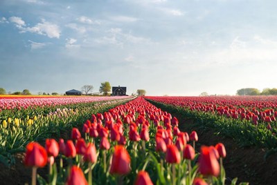 Red Tulip Fields with Path
