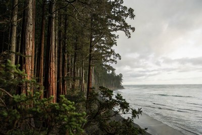 Redwood Forest Overlooking Ocean Beach