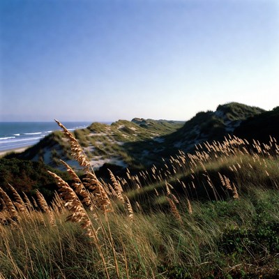 Beach Dunes with Golden Grass