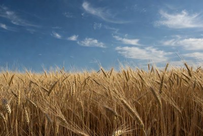 Golden Wheat Field Under Blue Sky