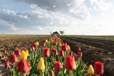 Red Yellow Tulips Path to Farmhouse