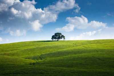 Lone Oak Tree on Green Hill