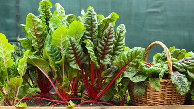 Swiss Chard in Basket and Garden