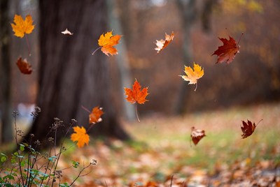 Falling orange maple leaves by tree