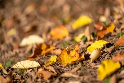 Colorful Autumn Leaves on Ground
