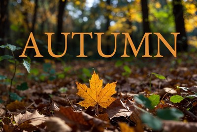 Autumn Text Over Forest Leaves