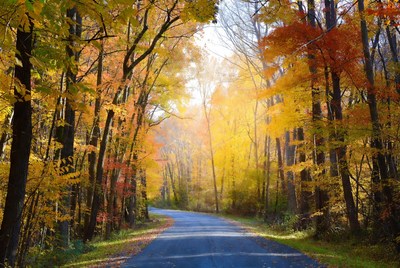 Autumn Forest Road with Colorful Trees