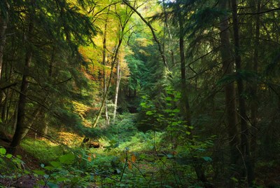 Autumn Forest with Sunlight Path