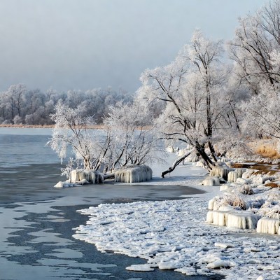 Frozen River with Snowy Trees