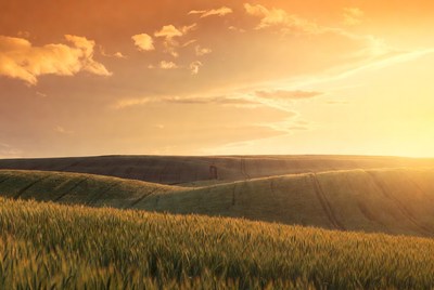 Golden Wheat Fields at Sunset