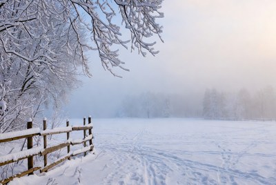 Snowy Trees and Wooden Fence in Foggy Field