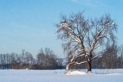 Snow-covered tree in winter field