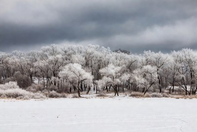 Snow-Covered Trees by Frozen Lake