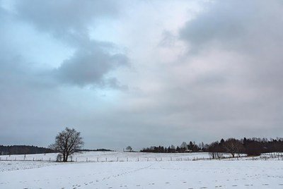 Snowy field with trees and fence