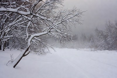 Snowy Trees in Winter Forest