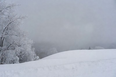 Snowy Trees in Foggy Winter Landscape
