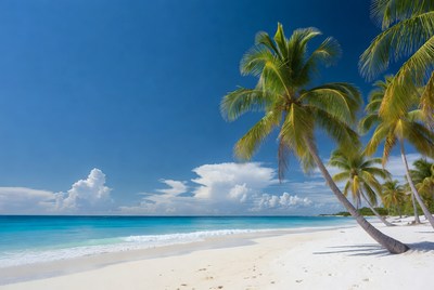 Palm trees on white sand beach