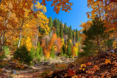 Autumn Forest with Yellow Aspen Trees