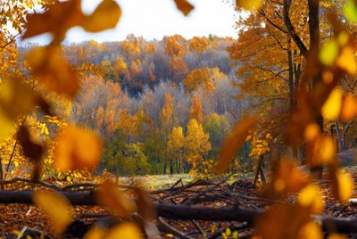 Autumn Forest Through Orange Leaves