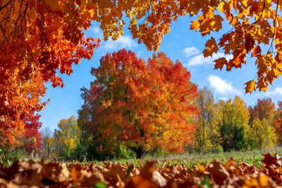 Vibrant Autumn Maple Tree Forest