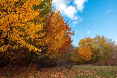 Autumn trees in golden forest