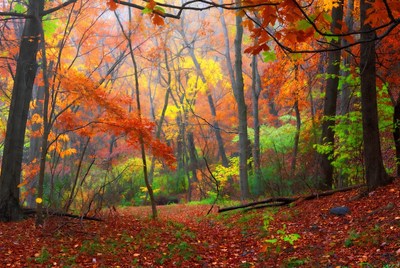 Autumn Forest Path with Colorful Leaves
