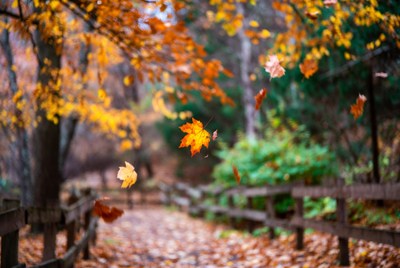 Falling autumn leaves on wooded path