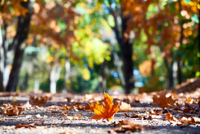Orange Maple Leaf on Autumn Forest Path