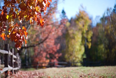 Autumn Red Maple Leaves on Fence
