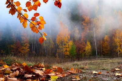 Autumn Maple Leaves in Foggy Forest