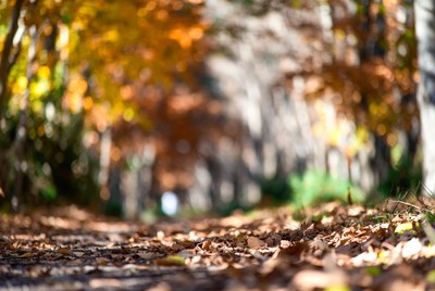 Autumn Path Through Golden Trees