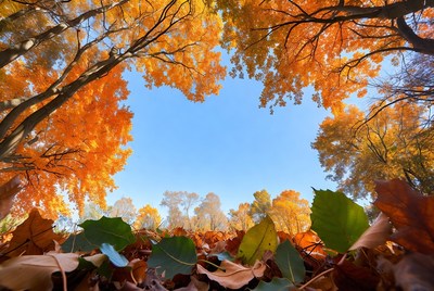 Autumn trees framing blue sky