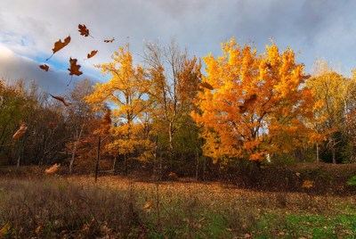 Autumn trees with falling yellow leaves