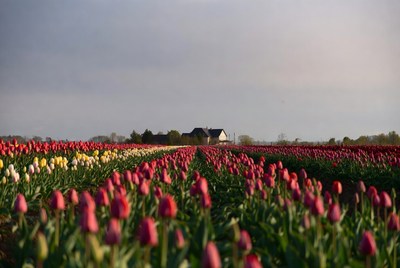 Colorful Tulip Fields with House