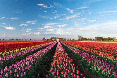Colorful Tulip Fields with Path