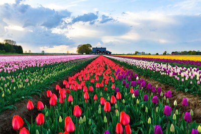 Colorful Tulip Fields with Black Barn