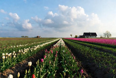 Colorful Tulip Fields with Farmhouse