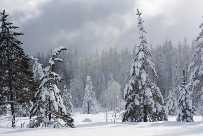 Snowy Pine Forest Under Cloudy Sky