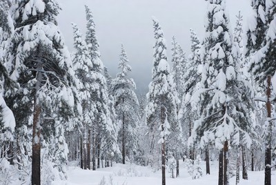 Snowy Pine Forest in Winter