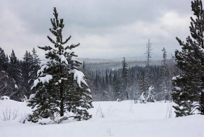 Snowy Pine Forest Landscape