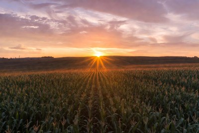 Sunset over cornfield with sun rays
