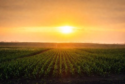 Sunset over cornfield rows