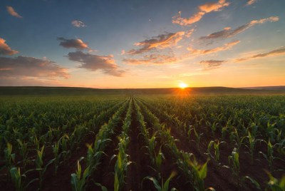 Sunset over cornfield rows