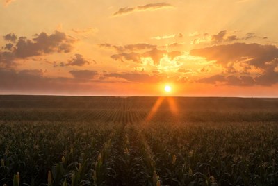 Sunset over cornfield