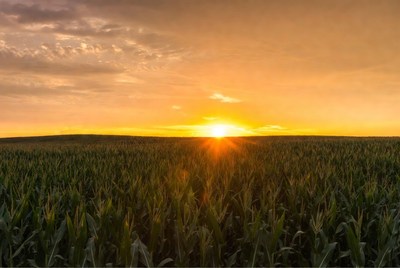 Sunset over cornfield